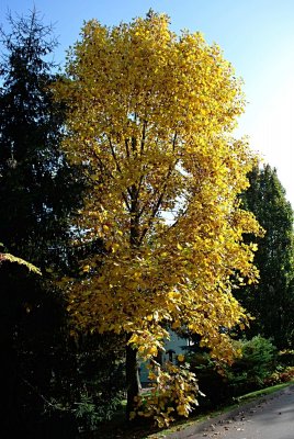 Liriodendron tulipifera 'Aureomarginatum' - liliovník tulipánokvětý - podzimní habitus